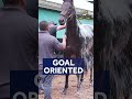 Preakness contenders participate in Wednesday workouts  - 01:59 min - News - Video
