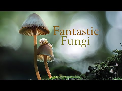 Fantastic Fungi'
