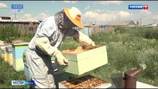 В Омске прошел второй международный научно-практический форум по пчеловодству