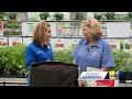 Sunday Gardener: Tips on starting, keeping. and feeding tomato plants(WBAL) - 03:40 min - News - Video