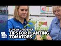 Sunday Gardener: Tips on starting, keeping. and feeding tomato plants