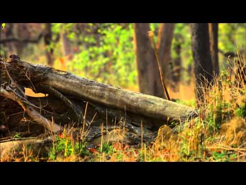 Secrets Of Wild India'