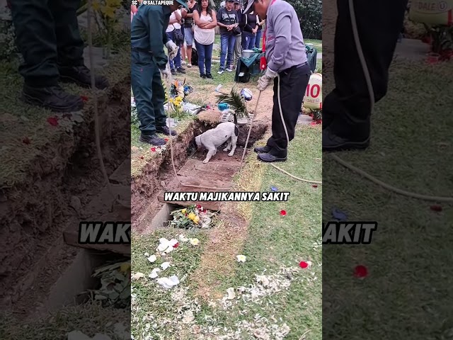Anjing itu Berharap Bertemu Kembali dengan Majikannya