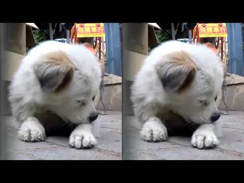 3D Dogs with Vitrima 3D GoPro Lens