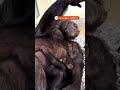 LA zoo welcomes two baby chimpanzees
