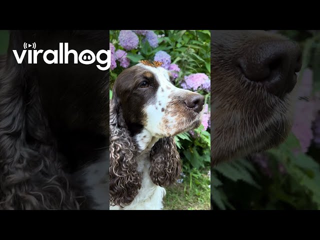 Butterfly Lands on a Dog's Nose || ViralHog
