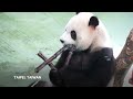 Yuan Bao, the second panda ever born in Taiwan, celebrates her fourth birthday  - 00:58 min - News - Video