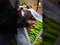 Colombian police say they found more than half a ton of cocaine hidden in a banana shipment  - 01:00 min - News - Video