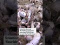 Scientists discover flourishing ecosystem more than 30,000 feet beneath the Pacific Ocean  - 00:33 min - News - Video