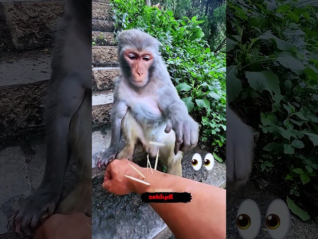 Bu MAYMUN normalden çok daha zeki!😱🐵