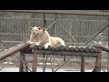 Lions stranded as private zoo and villages flood in Russia  - 01:07 min - News - Video
