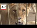 Lions stranded as private zoo and villages flood in Russia