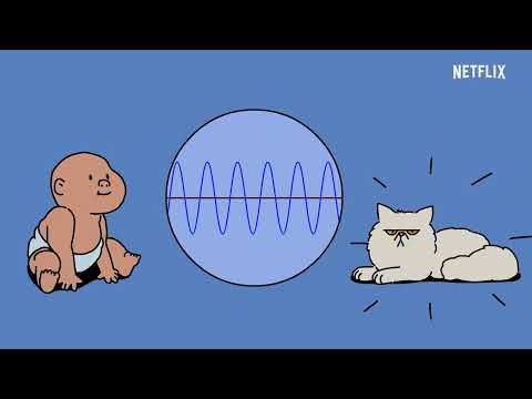 Inside the Mind of a Cat'