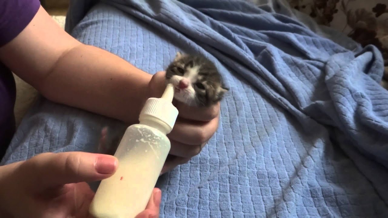 Yavru Kedi Kaç Saatte Bir Beslenir