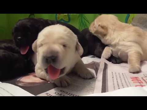 Pick of the Litter'