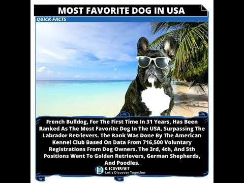 Most Favorite Dog In USA: Frenchie Tops Rankings