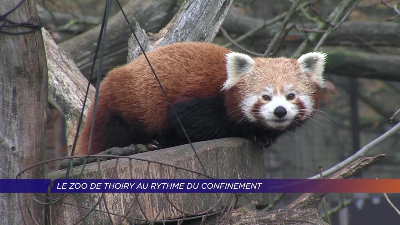 Yvelines | Le zoo de Thoiry au rythme du confinement