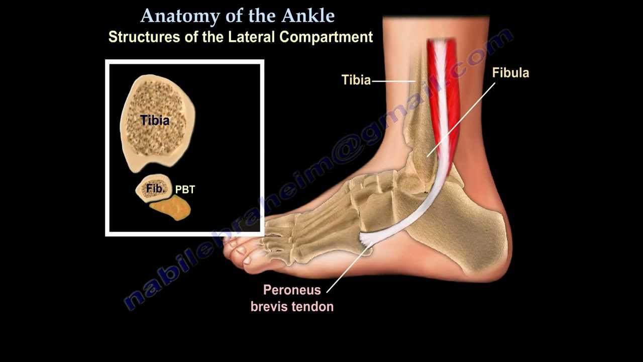 Anatomy Of The Foot & Ankle - Everything You Need To Know ... joints bones diagram 