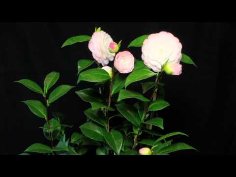 Camellia Japonila Time laps