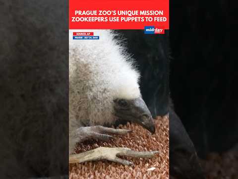 Prague Zookeepers Use Puppets To Save Rejected Vulture Chicks  viral zoo 11 thousand views  play Short