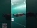 Athlete sets new ice diving world record - ABC News  - 01:00 min - News - Video