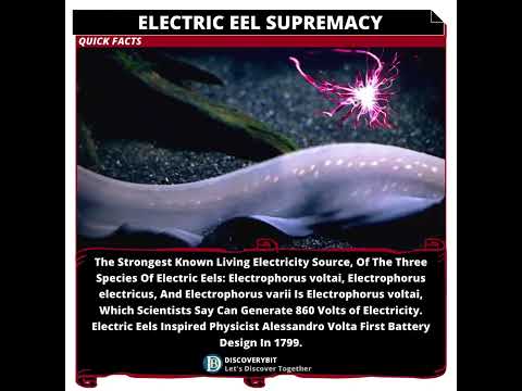 Unraveling the Most Powerful Electric Eel