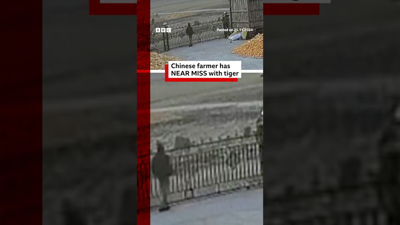 Chinese farmer has near miss with tiger. #China #Tiger #BBCNews