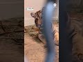 Rescued tiger cub intrigued by tiger documentary  - 00:44 min - News - Video