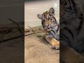 Rescued tiger cub intrigued by tiger documentary
