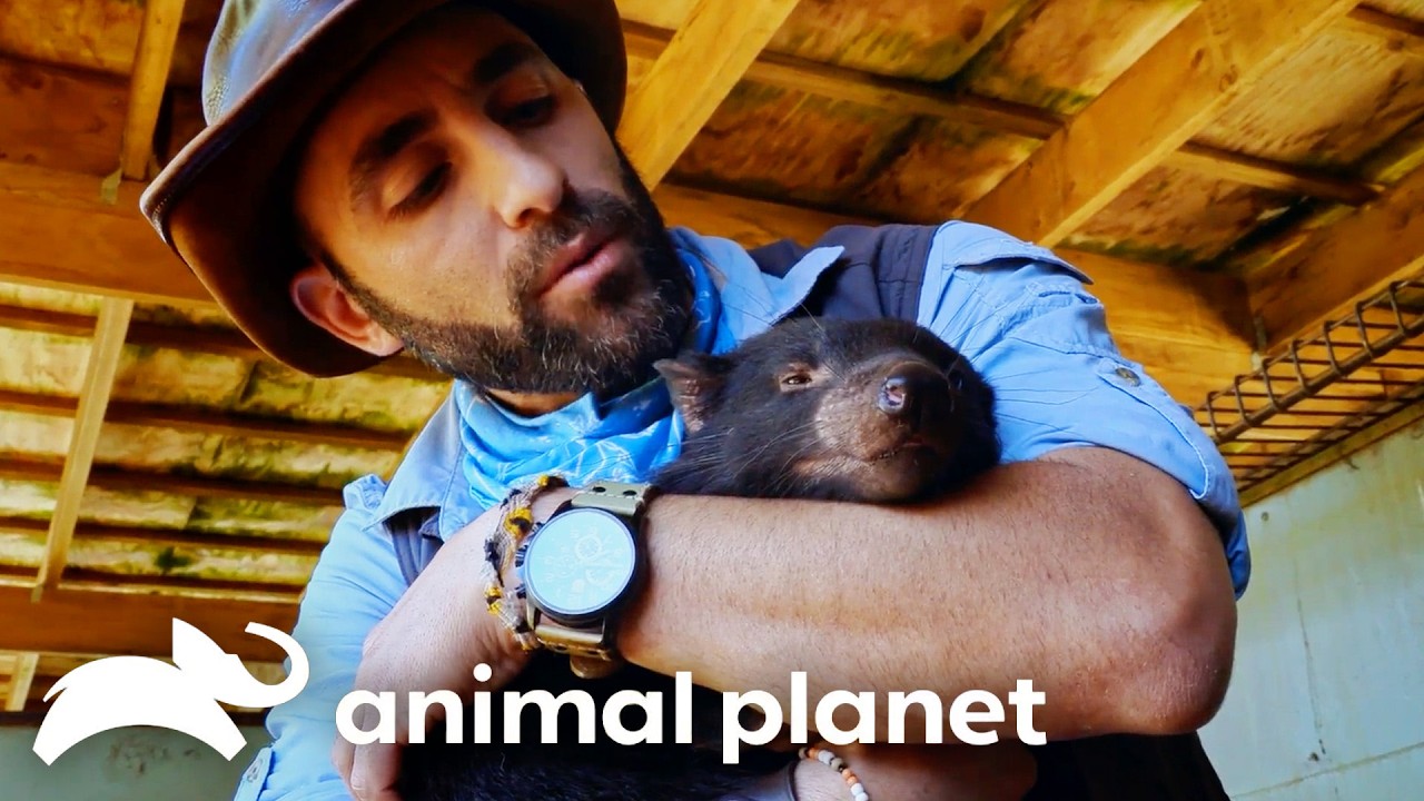 Australia's Rare Creatures: Up Close | Coyote Peterson: Brave the Wild | Animal Planet