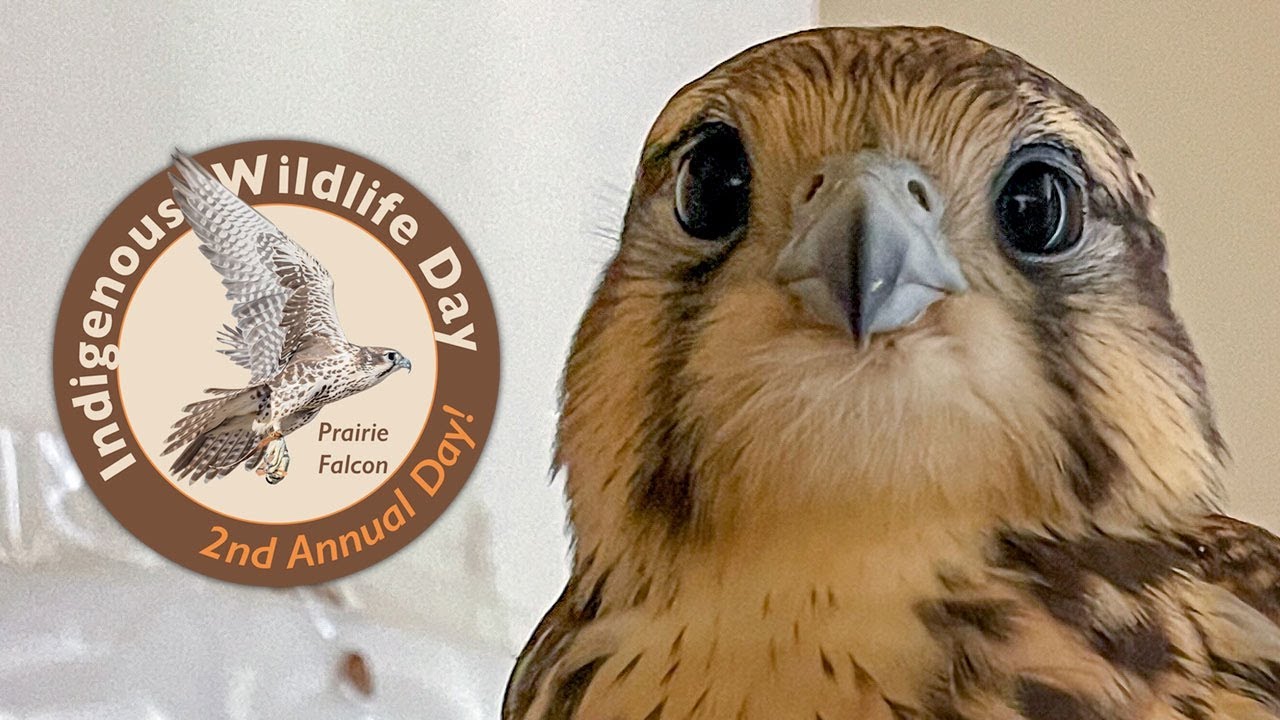 Indigenous Wildlife Day | Prairie Falcons