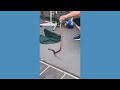 Snake catcher finds poisonous snake under trash bin  - 01:09 min - News - Video