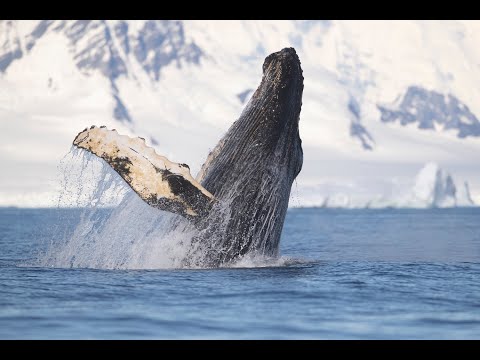 Whales in a Changing Ocean'