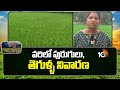 Prevention of Insects and Pests in Rice | వరిలో పురుగులు, తెగుళ్ళ నివారణ | Matti Manishi | 10TV