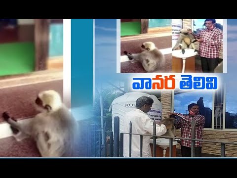 Langur visits hospital for treatment, video goes viral Langur visits hospital for treatment, video goes viral