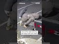 Man steals #Gorilla statue  - 00:26 min - News - Video