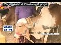Indigenous cow breeds expo at Kovvur