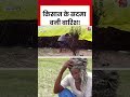किसान के सदमा बनी बारिश! #shorts #viral #aajtak #aajtak