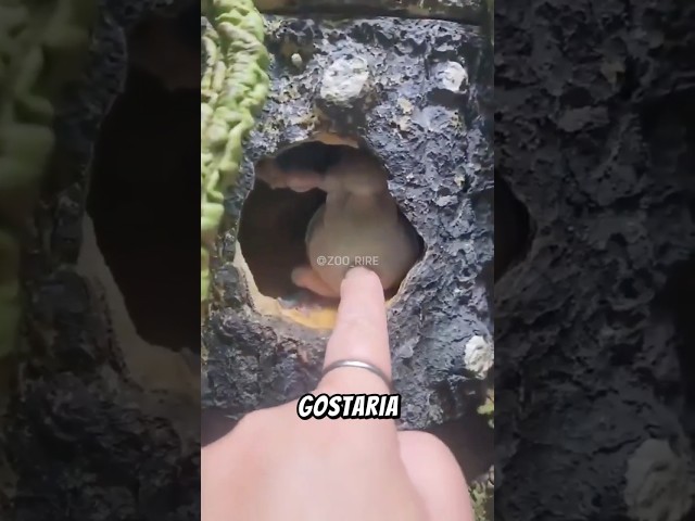 Animais que você gostaria de tocar mas NÃO PODE! #curiosidades #shorts #fyp #animal #mundoselvagem