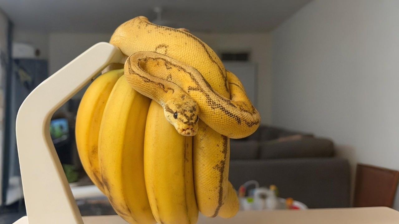 Nature’s Greatest Illusions — Animals That Look Like Something Else