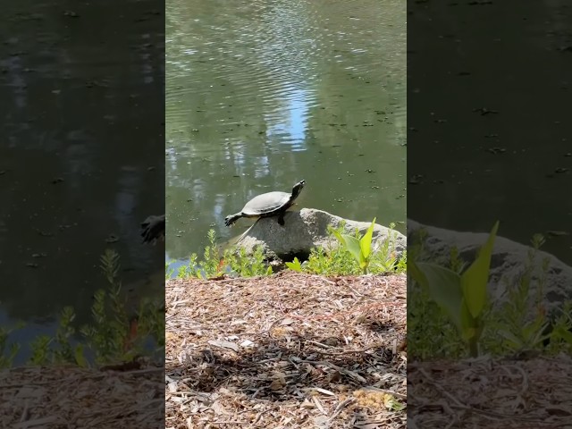 Funny turtles #animals #funnypets #funny #petvideos #funnyshorts #animals #turtle #fyp #usa #viral