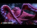 Farewell to a beloved octopus at California aquarium