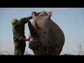 Could an IVF breakthrough save the northern white rhino? | REUTERS  - 03:13 min - News - Video