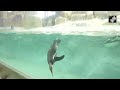 Mumbai Zoo Welcomes 3 Baby Penguins  - 02:09 min - News - Video
