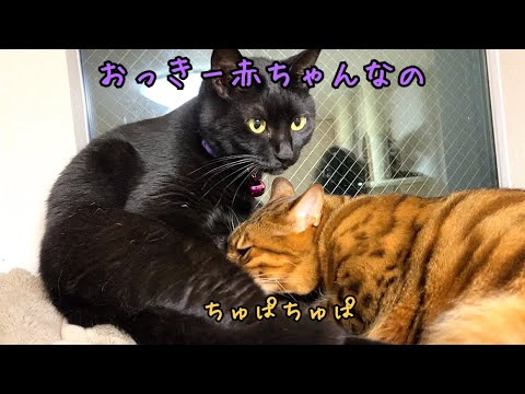 イケメン猫はマザコン 2歳になってもミルクを欲しがります まとめちゅーぶ