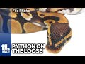 Python on loose somewhere in Federalsburg