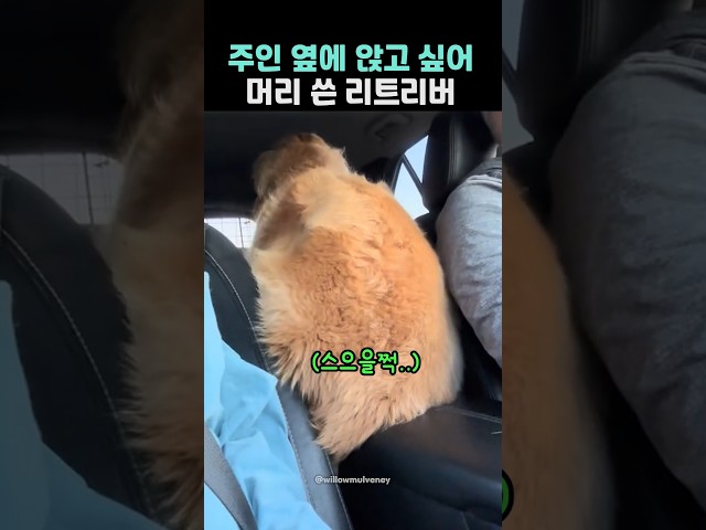 주인 옆에 앉고 싶어 머리 쓴 리트리버ㅋ