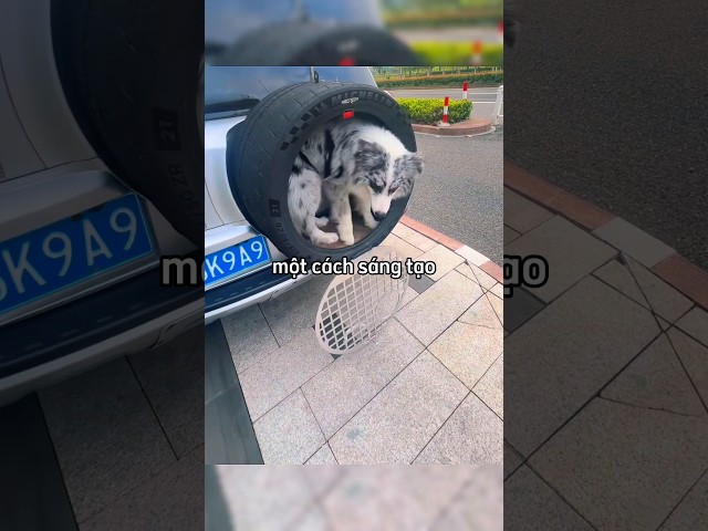 Anh chàng chế tạo một chỗ ngồi đặc biệt trên ô tô cho chú chó của mình 😳