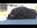 End of an Era: Bobi Posthumously Loses Title of Worlds Oldest Dog | News9