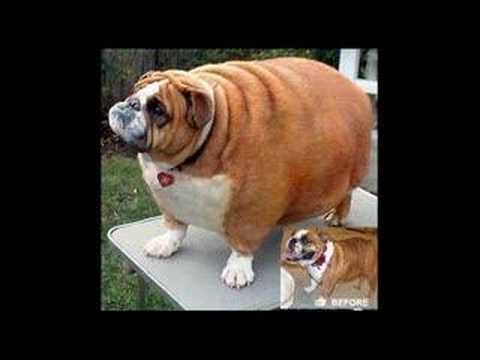 Дебели мачки и кучиња